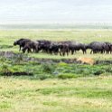 TZA ARU Ngorongoro 2016DEC26 Crater 044 : 2016, 2016 - African Adventures, Africa, Arusha, Crater, Date, December, Eastern, Mandusi Hippo Pool, Month, Ngorongoro, Places, Tanzania, Trips, Year